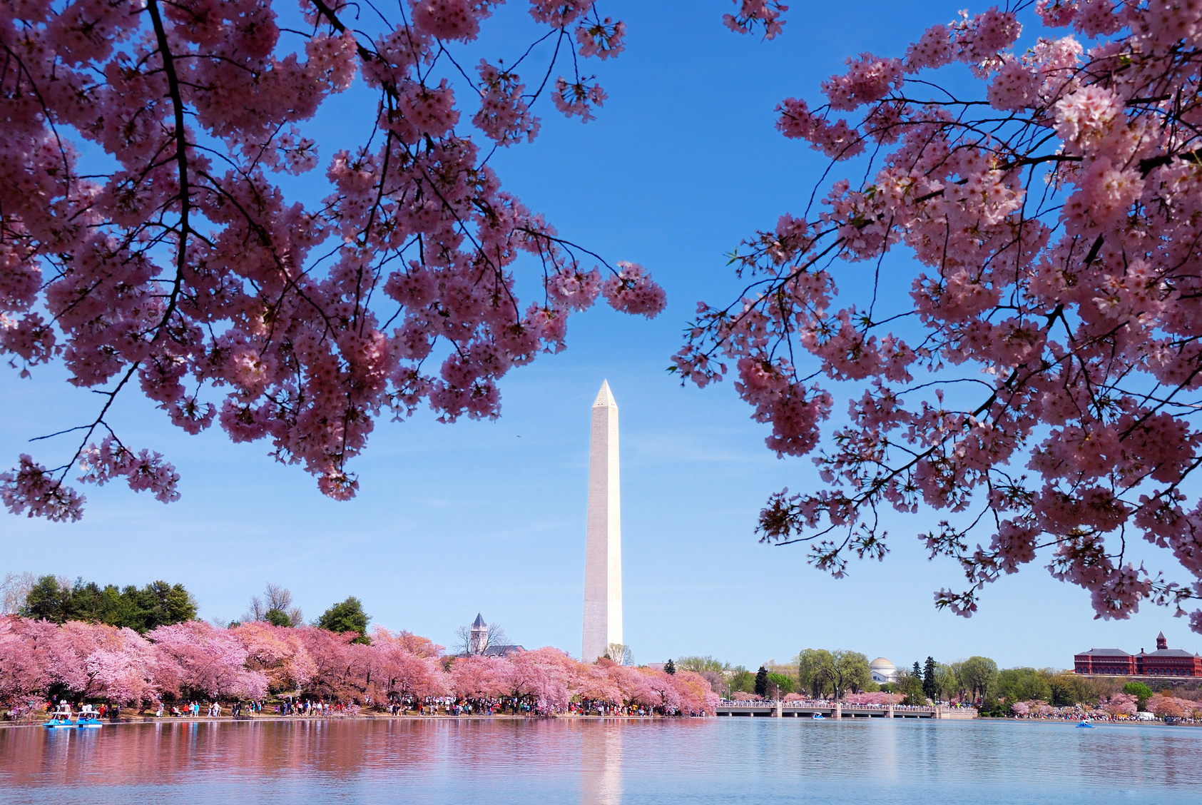 Image result for Cherry Blossom in DC Photos